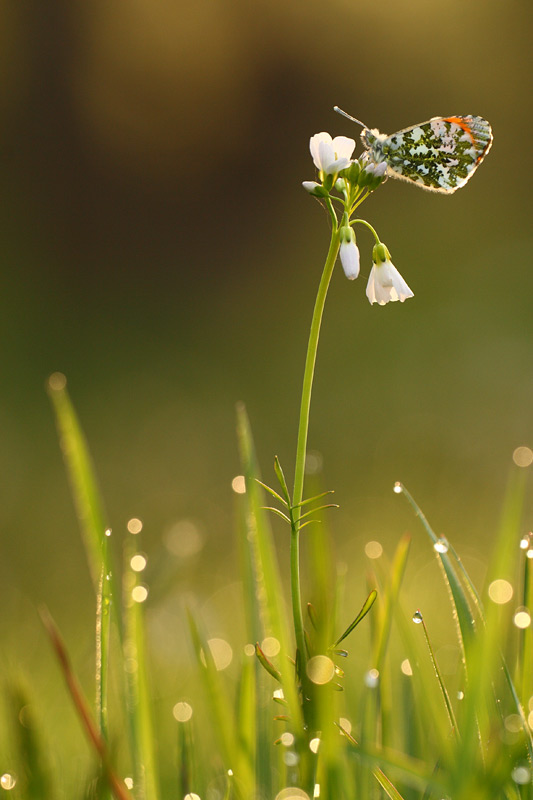Oranjetipje - Anthocharis cardamines