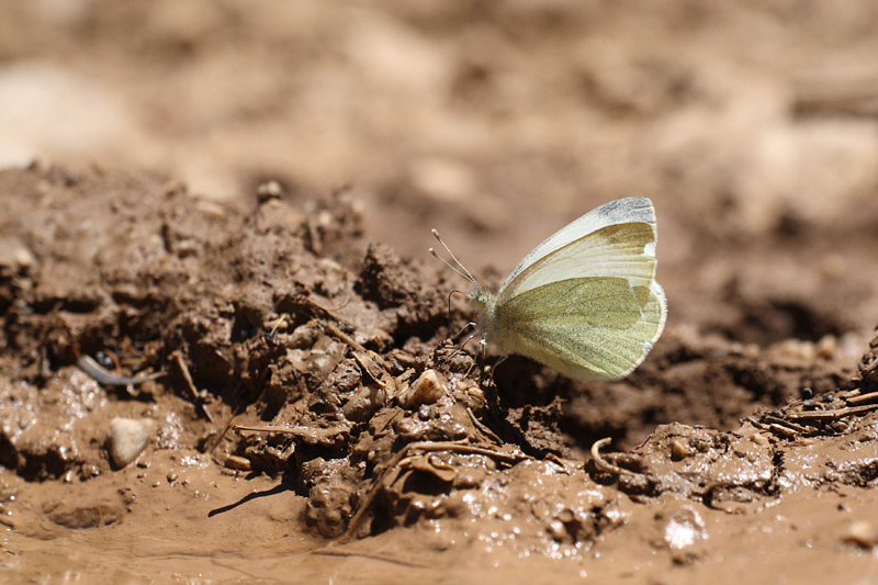 Wedewitje - Pieris ergane