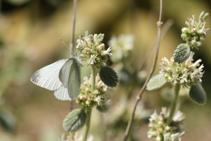 Wedewitje - Pieris ergane