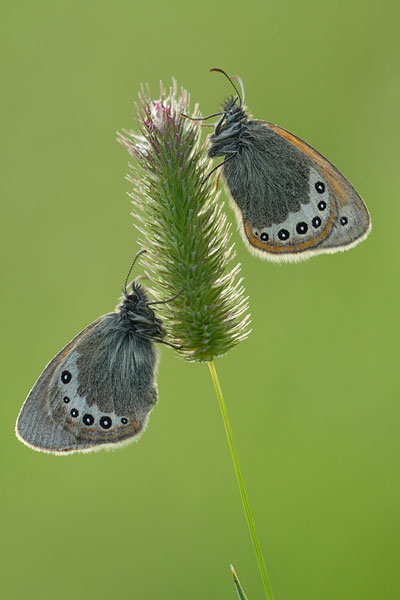 Alpenhooibeestje - Coenonympha gardetta
