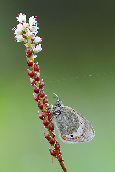 Alpenhooibeestje - Coenonympha gardetta