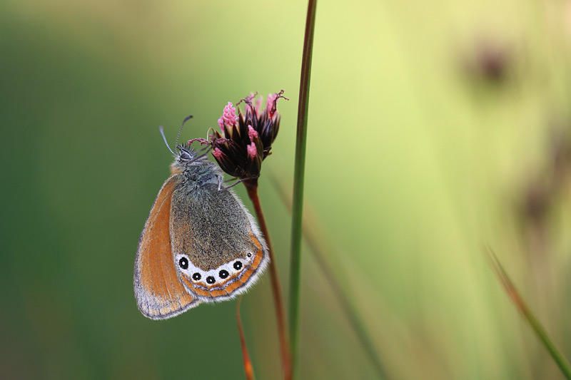 Alpenhooibeestje - Coenonympha gardetta