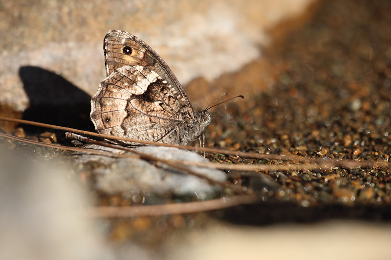 Balkanboswachter - Hipparchia syriaca