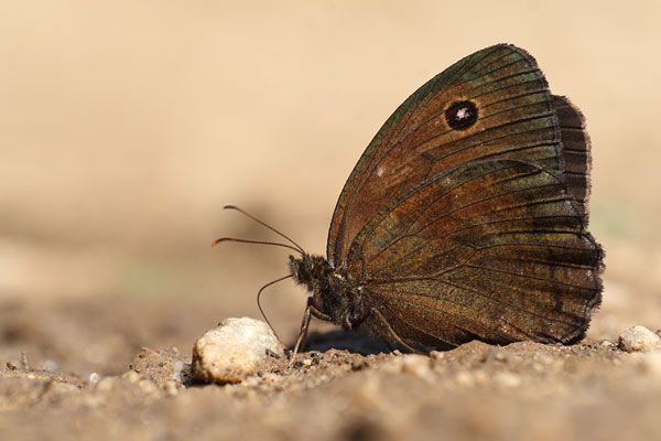 Blauwoogvlinder - Minois dryas