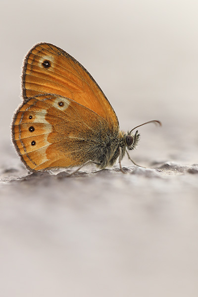 Corsicaans hooibeestje - Coenonympha corinna
