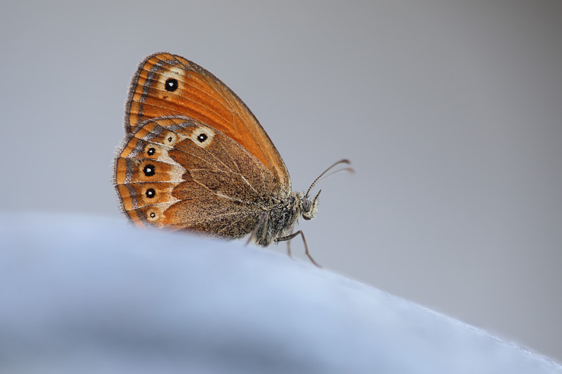 Corsicaans hooibeestje - Coenonympha corinna