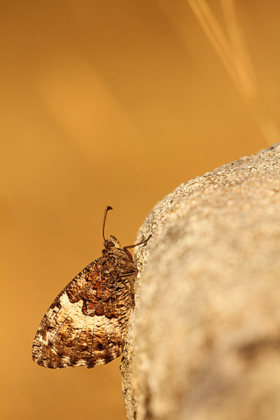 Corsicaanse heivlinder - Hipparchia neomiris