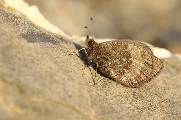 Cottische zijde erebia - Erebia aethiopella