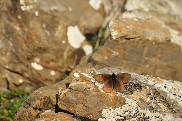 Cottische zijde erebia - Erebia aethiopella
