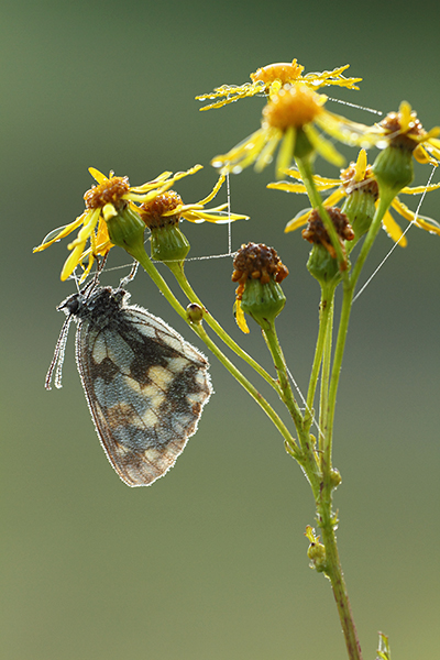 Dambordje - Melanargia galathea