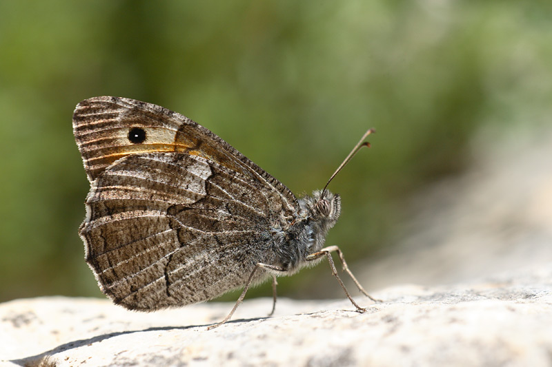 Egeische heivlinder - Hipparchia mersina