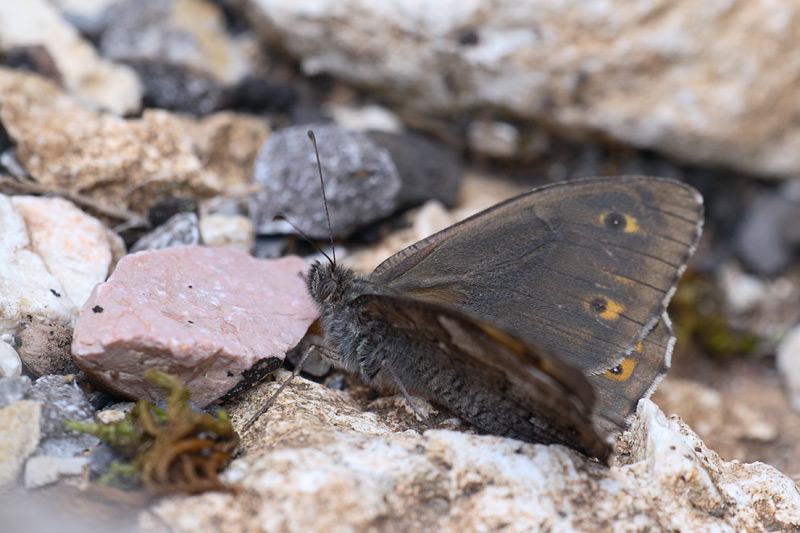 Egeische heivlinder - Hipparchia mersina