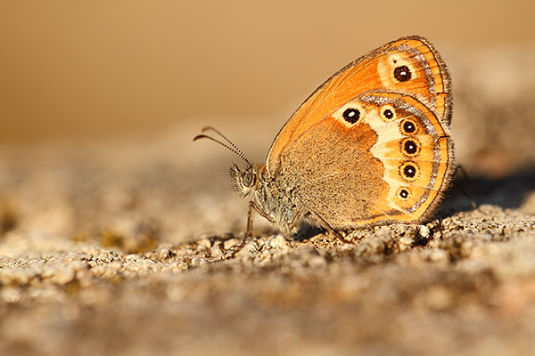 Elbahooibeestje - Coenonympha elbana