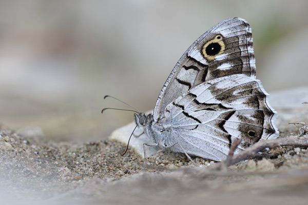 Gestreepte heivlinder - Hipparchia fidia