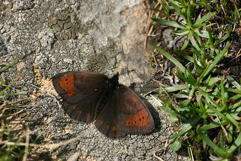 Gewone dauwerebia - Erebia pandrose