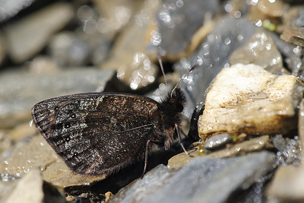 Gewone zijde erebia - Erebia gorge