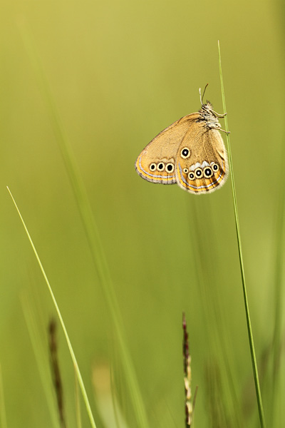 Goudooghooibeestje - Coenonympha oedippus