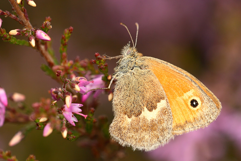 Hooibeestje - Coenonympha pamphilus