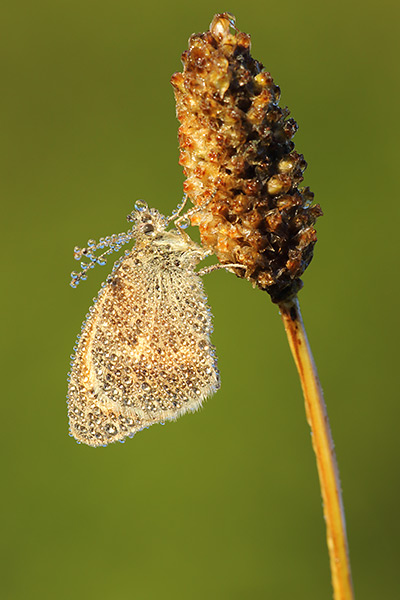 Hooibeestje - Coenonympha pamphilus