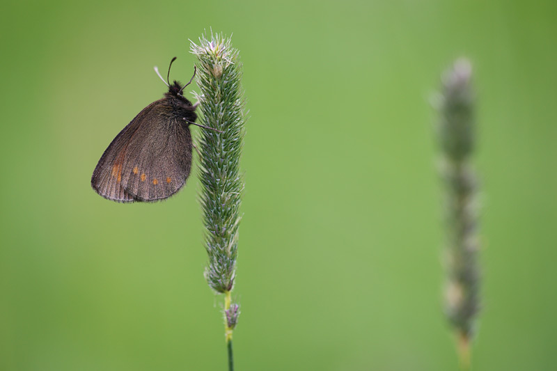 Kleine bergerebia - Erebia melampus