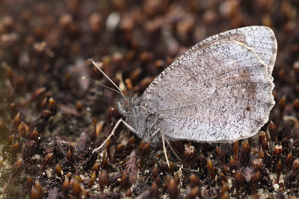 Kleine heivlinder - Hipparchia statilinus