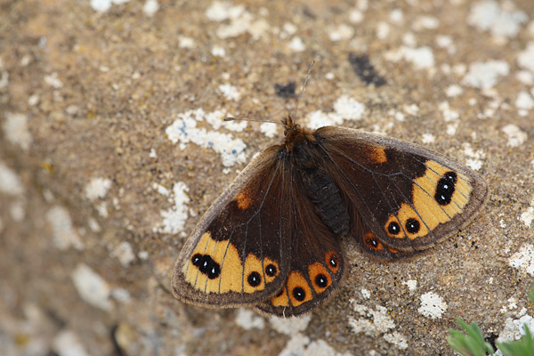 Lente erebia - Erebia epistygne