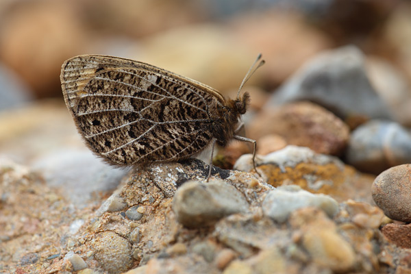 Lente erebia - Erebia epistygne