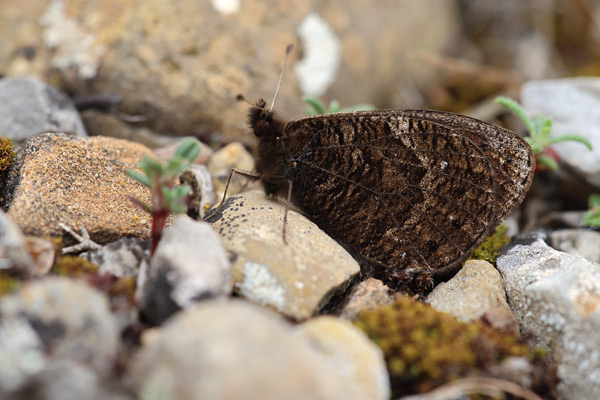 Lente erebia - Erebia epistygne