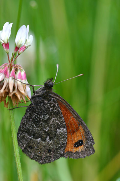 Marmererebia - Erebia montana