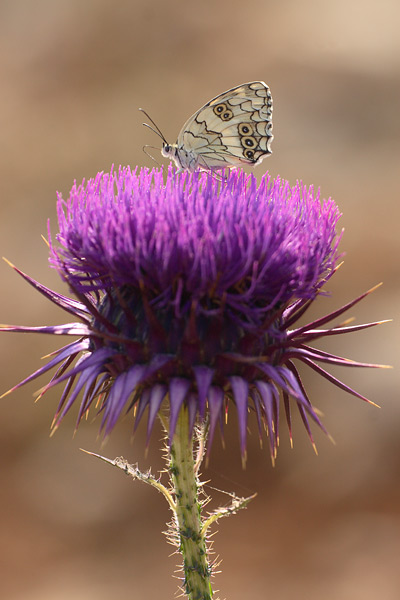 Oostelijk dambordje - Melanargia larissa