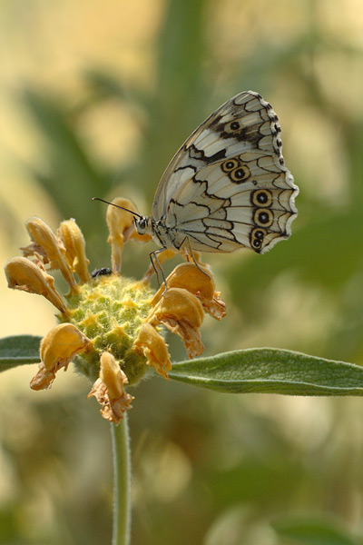 Oostelijk dambordje - Melanargia larissa