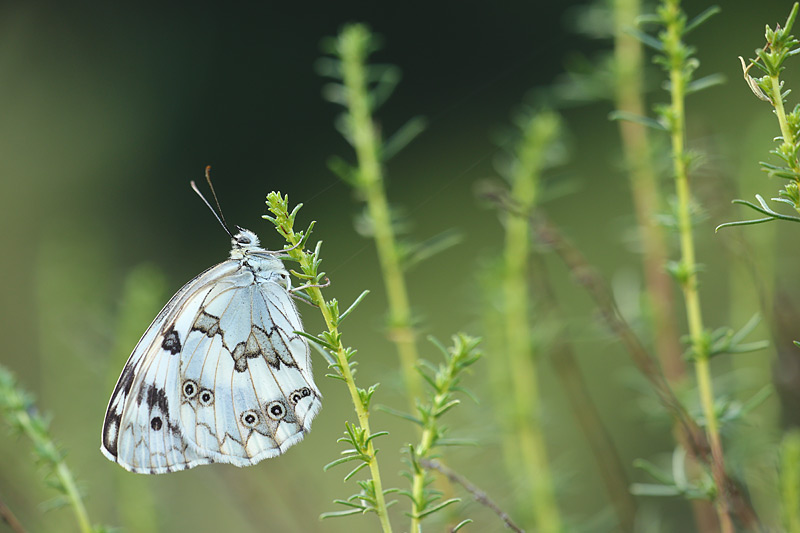 Spaans dambordje - Melanargia lachesis