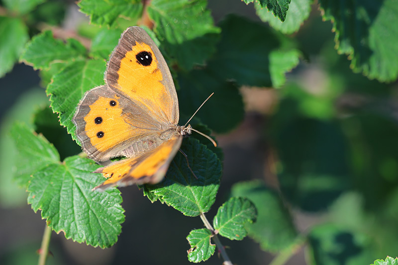 Spaans oranje zandoogje - Pyronia bathseba