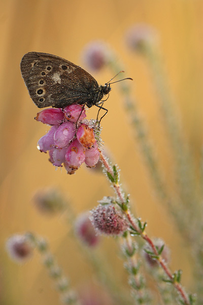 Veenhooibeestje - Coenonympha tullia