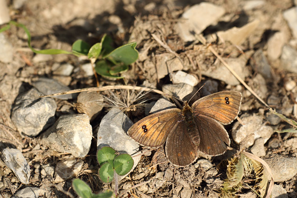 Westelijke glanserebia - Erebia arvernensis