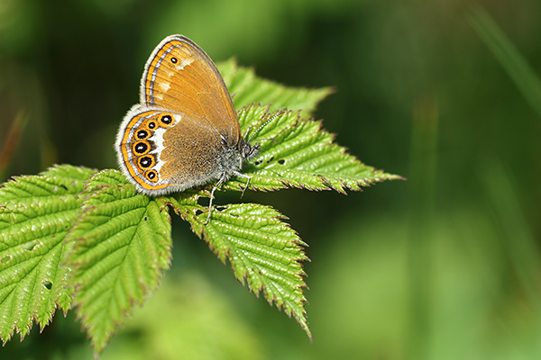 Zilverstreephooibeestje - Coenonympha hero