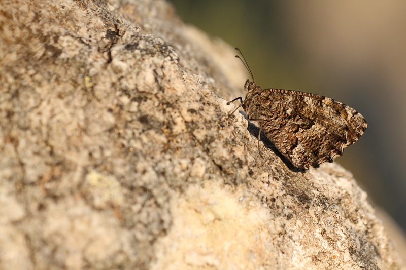 Zuidelijke heivlinder - Hipparchia aristaeus