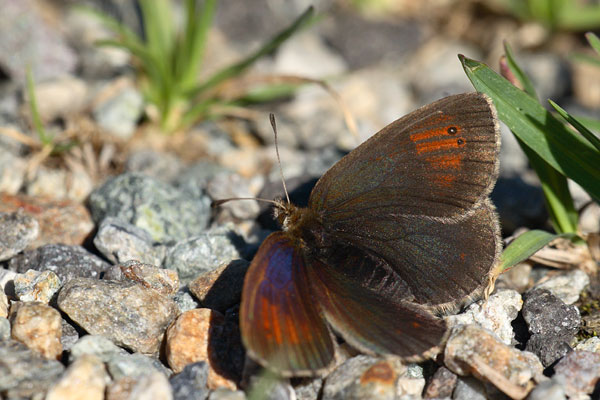 Zwitserse glanserebia - Erebia tyndarus
