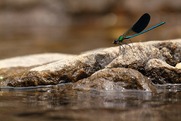 Iberische beekjuffer - Calopteryx xanthostoma