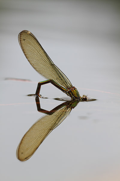 Iberische beekjuffer - Calopteryx xanthostoma