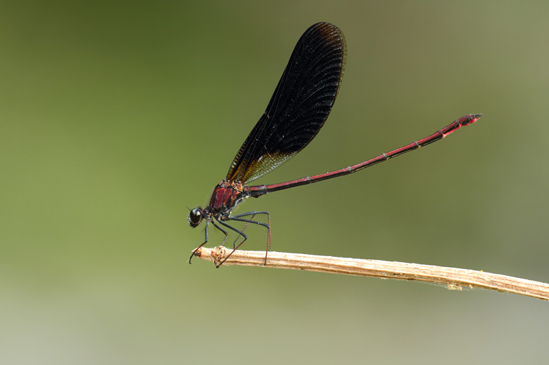 Koperen beekjuffer - Calopteryx haemorrhoidalis