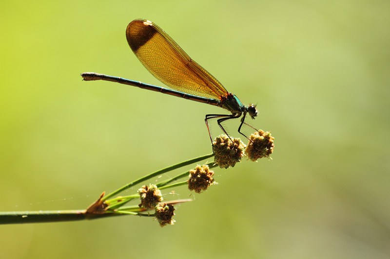 Koperen beekjuffer - Calopteryx haemorrhoidalis