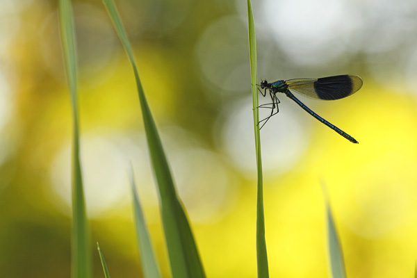 Weidebeekjuffer – Calopteryx splendens