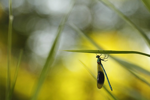 Weidebeekjuffer - Calopteryx splendens