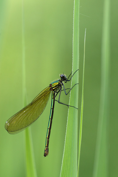 Weidebeekjuffer - Calopteryx splendens