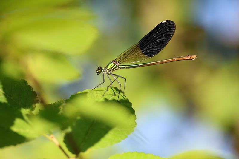 Weidebeekjuffer - Calopteryx splendens