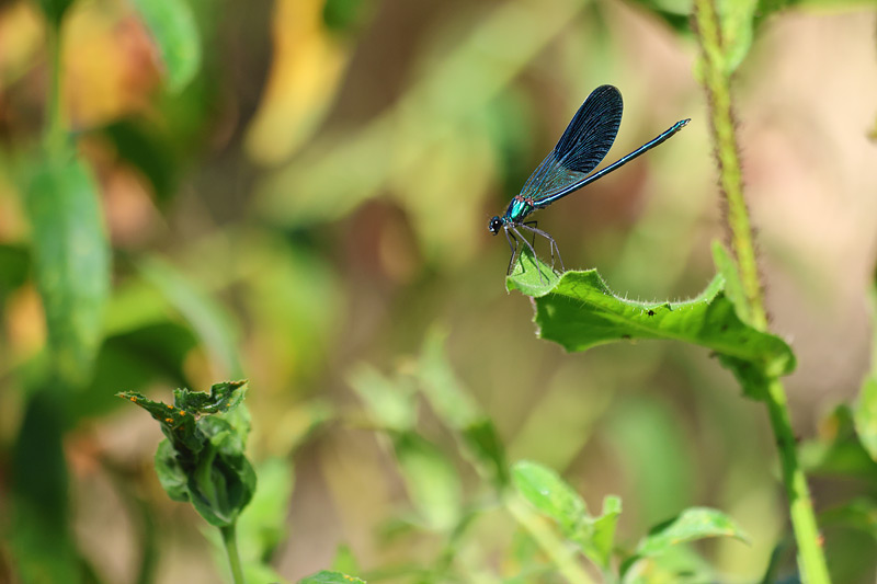 Weidebeekjuffer - Calopteryx splendens