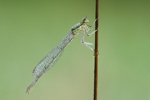 Blauwe breedscheenjuffer - Platycnemis pennipes