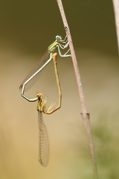 Witte breedscheenjuffer - Platycnemis latipes