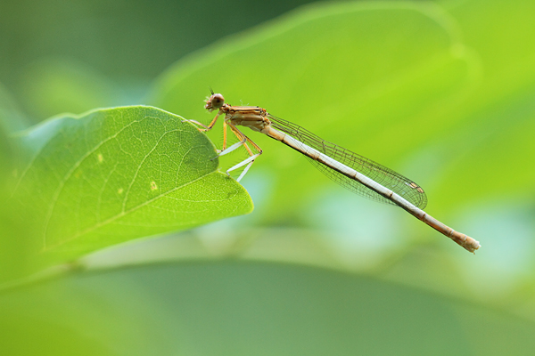 Witte breedscheenjuffer - Platycnemis latipes